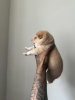 Chan, a male Shiba Inu for sale in New York, NY – Photo 5 of 5