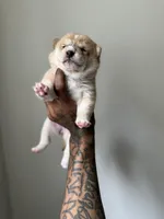 Chanel , a female Shiba Inu for sale in New York, NY – Photo 3 of 4