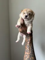 Chanel , a female Shiba Inu for sale in New York, NY – Photo 2 of 4