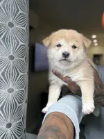 Chanel , a female Shiba Inu for sale in New York, NY – Photo 4 of 4