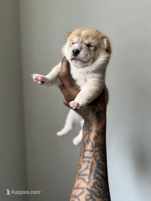 Chanel  – Shiba Inu puppy for sale in New York, NY