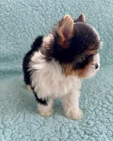 Harry, a male Yorkshire Terrier and Biewer for sale in Lakeland, FL – 3 of 3