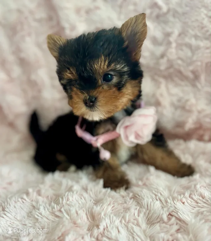 Sally – Yorkshire Terrier, Biewer puppy for sale in Lakeland, FL