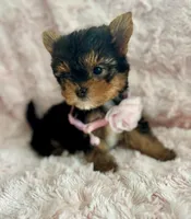 Sally, a female Yorkshire Terrier and Biewer for sale in Lakeland, FL – 1 of 3