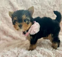 Sally, a female Yorkshire Terrier and Biewer for sale in Lakeland, FL – 3 of 3