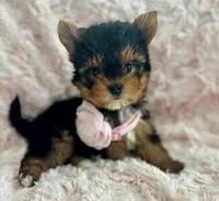 Sally, a female Yorkshire Terrier and Biewer for sale in Lakeland, FL – 2 of 3