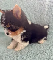 Harry, a male Yorkshire Terrier and Biewer for sale in Lakeland, FL – 2 of 3