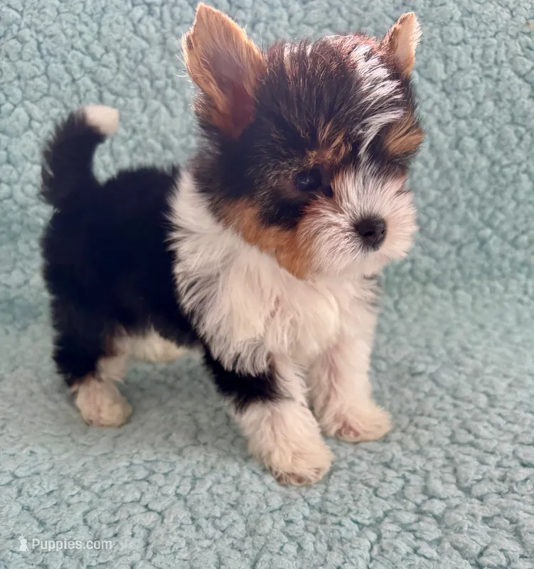Harry – Yorkshire Terrier, Biewer puppy for sale in Lakeland, FL