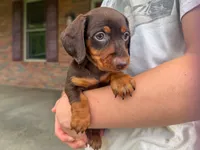 Cooper, a male Miniature Dachshund for sale in Dundee, OH – 2 of 6