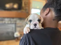 Fiona, a female English Bulldog for sale in Dundee, OH – 2 of 8