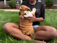 Charlie , a male English Bulldog for sale in Dundee, OH – 8 of 9