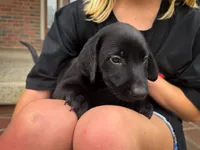 Duke, a male Labrador Retriever for sale in Dundee, OH – 4 of 6