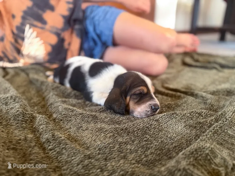 Snoopy – Basset Hound puppy for sale in Dundee, OH