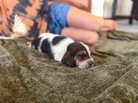 Snoopy, a male Basset Hound for sale in Dundee, OH – 1 of 7