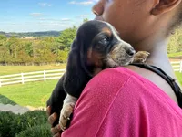 Toby, a male Basset Hound for sale in Dundee, OH – 4 of 6