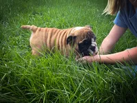 Otis, a male English Bulldog for sale in Dundee, OH – 3 of 7
