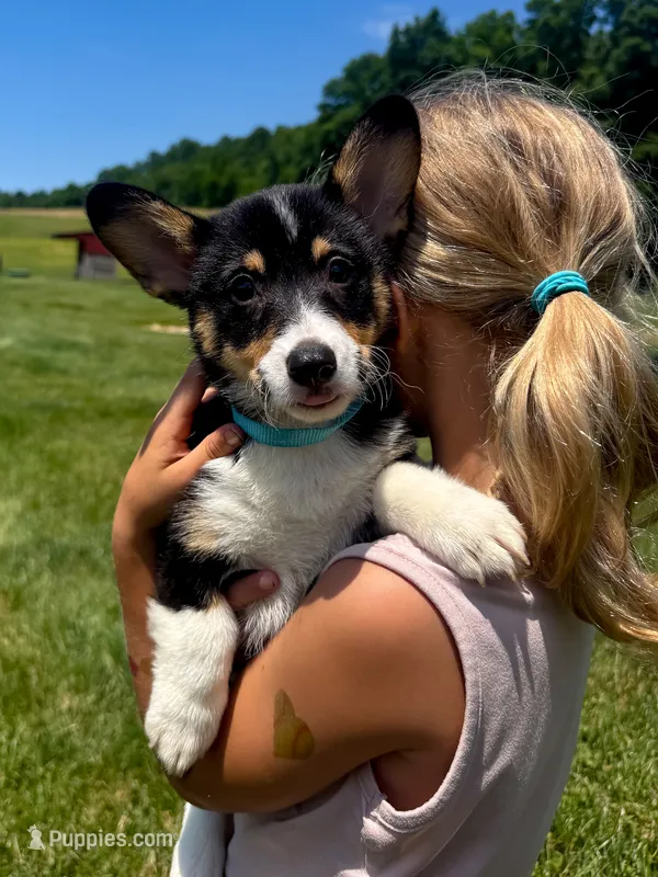 Daisy – Pembroke Welsh Corgi puppy for sale in Dundee, OH