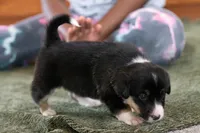 Winnie, a female Australian Shepherd and Pembroke Welsh Corgi for sale in Dundee, OH – 5 of 8