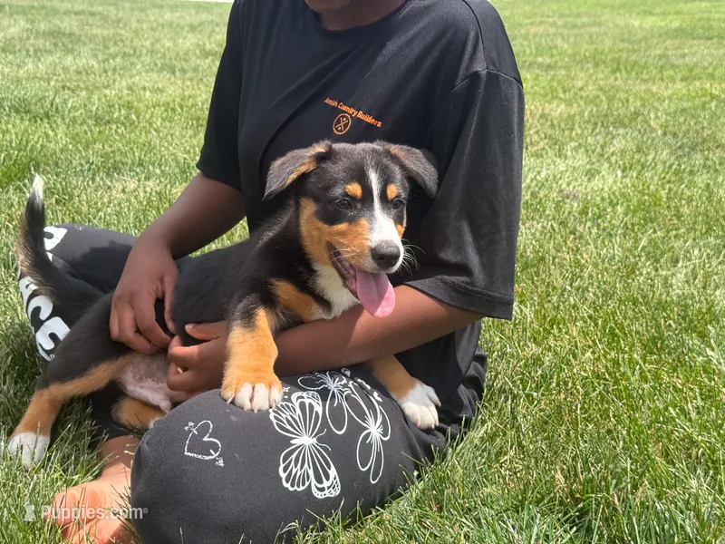 Grant – Australian Shepherd, Pembroke Welsh Corgi puppy for sale in Dundee, OH