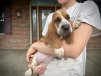Eva, a female Basset Hound for sale in Dundee, OH – 2 of 6