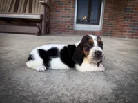 Jolene, a female Basset Hound for sale in Dundee, OH – 1 of 6