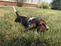 Walter, a male Basset Hound for sale in Dundee, OH – 6 of 7