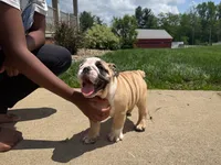 Penelope , a female English Bulldog for sale in Dundee, OH – 2 of 7