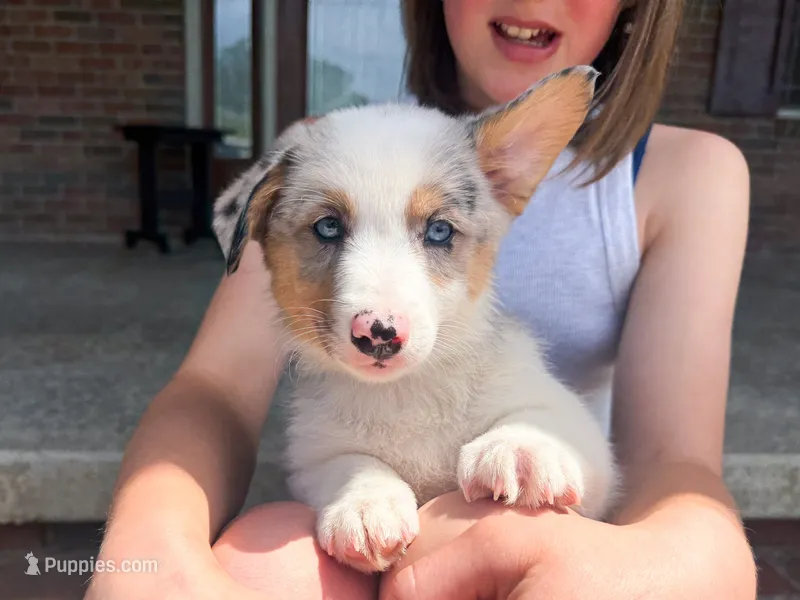Blue – Australian Shepherd, Pembroke Welsh Corgi puppy for sale in Dundee, OH