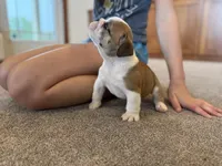 Henry, a male English Bulldog for sale in Dundee, OH – 3 of 6