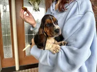 Walter, a male Basset Hound for sale in Dundee, OH – 4 of 7