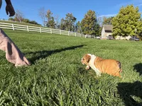Cookie, a female English Bulldog for sale in Dundee, OH – 9 of 10