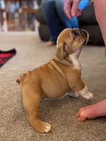 Sarge, a male English Bulldog for sale in Dundee, OH – 6 of 8