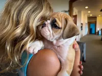Tyson, a male English Bulldog for sale in Dundee, OH – 5 of 7