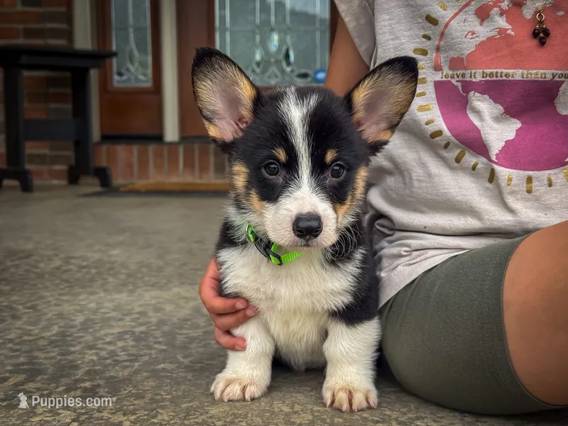 Zed – Pembroke Welsh Corgi puppy for sale in Dundee, OH