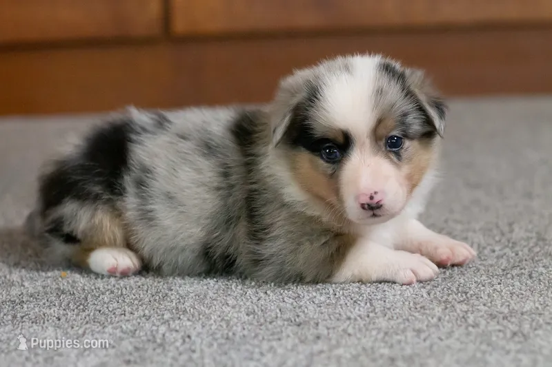 Ringo – Australian Shepherd, Pembroke Welsh Corgi puppy for sale in Dundee, OH
