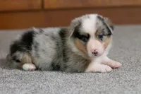 Ringo, a male Australian Shepherd and Pembroke Welsh Corgi for sale in Dundee, OH – 1 of 10