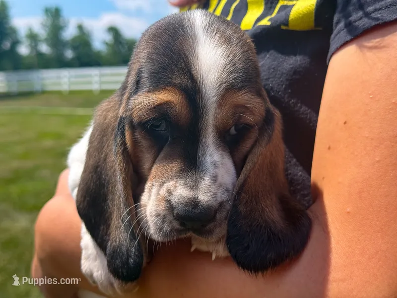 Snoopy – Basset Hound puppy for sale in Dundee, OH