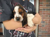 Eeyore, a male Basset Hound for sale in Dundee, OH – 5 of 6