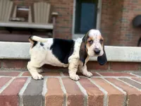 Mabel, a female Basset Hound for sale in Dundee, OH – 6 of 8