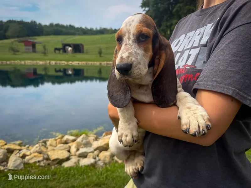 Mabel – Basset Hound puppy for sale in Dundee, OH