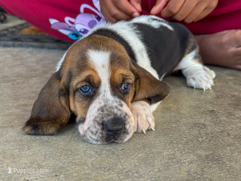 Sophie – Basset Hound puppy for sale in Dundee, OH
