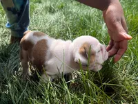 Honey, a female English Bulldog for sale in Dundee, OH – 3 of 5
