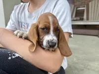 Copper, a male Basset Hound for sale in Dundee, OH – 3 of 7