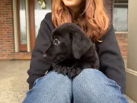 Remi, a female Labrador Retriever for sale in Dundee, OH – 4 of 6