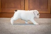 processed/1024df31-07e7-42b6-9819-3214c7cd73c0/listing/15782d84-763a-48b3-8b16-50ab1ff08d3a/19cf26d9-f3bd-458e-96b6-bd1aa73cd530