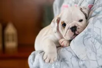 processed/1024df31-07e7-42b6-9819-3214c7cd73c0/listing/15782d84-763a-48b3-8b16-50ab1ff08d3a/46fad3b3-b310-4d6c-8eb0-1525181d67d1