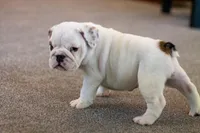 processed/1024df31-07e7-42b6-9819-3214c7cd73c0/listing/15782d84-763a-48b3-8b16-50ab1ff08d3a/732fc775-51c0-4410-a74a-073cb8454d8c