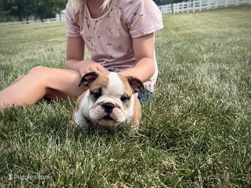 Henry – English Bulldog puppy for sale in Dundee, OH