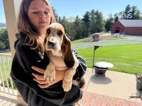 Mabel, a female Basset Hound for sale in Dundee, OH – 10 of 10