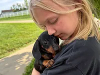 Gus, a male Miniature Dachshund for sale in Dundee, OH – 1 of 7